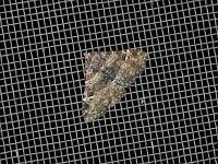 Common Fungus Moth